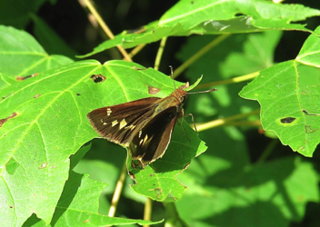 Little Glassywing